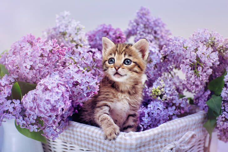 Kitten in lilac flowers