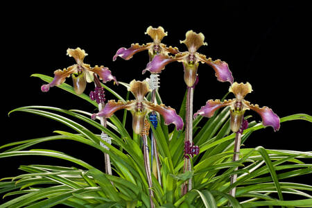 Anggrek Paphiopedilum