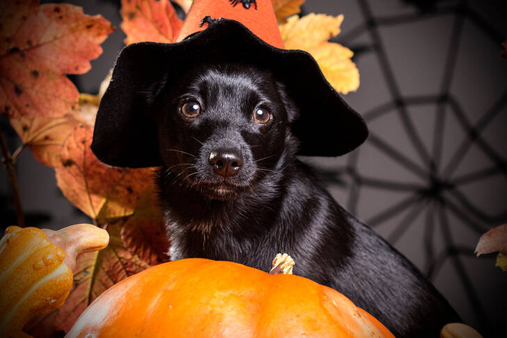 Black puppy in a witch's hat