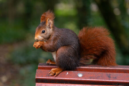 Squirrel on the bench