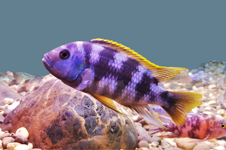 Malawský cichlid