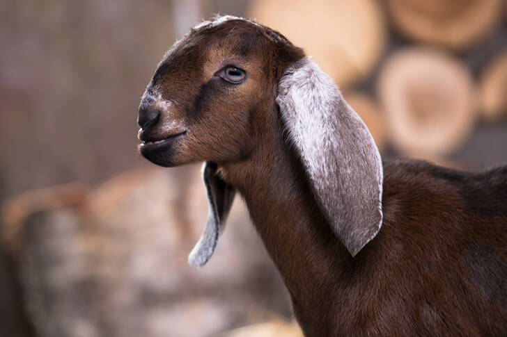 ماعز أنغلو-نوبي