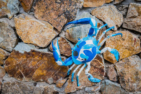 Modrý krab na skále