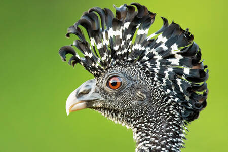 Portrait of the Greater Crax