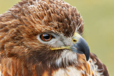 Portrait of a hawk