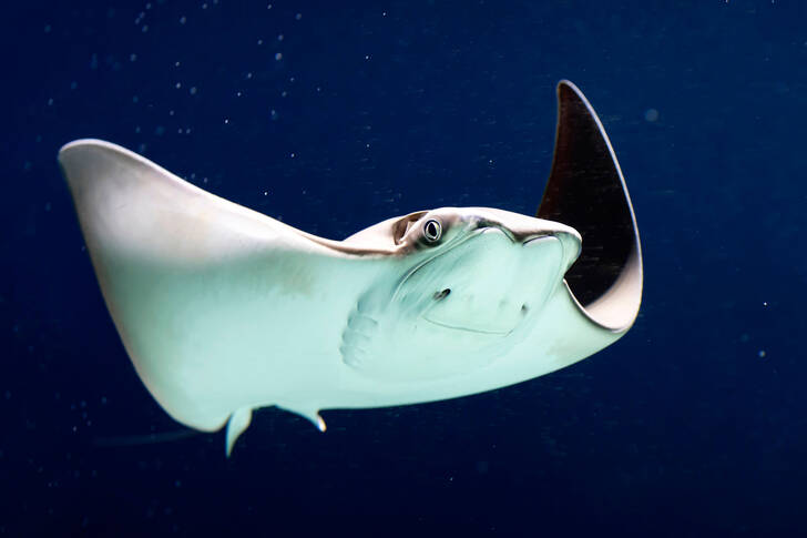 Manta ray