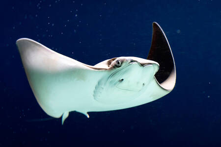 Mantaray