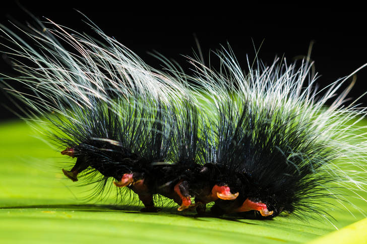 Caterpillar Dipper-kaya