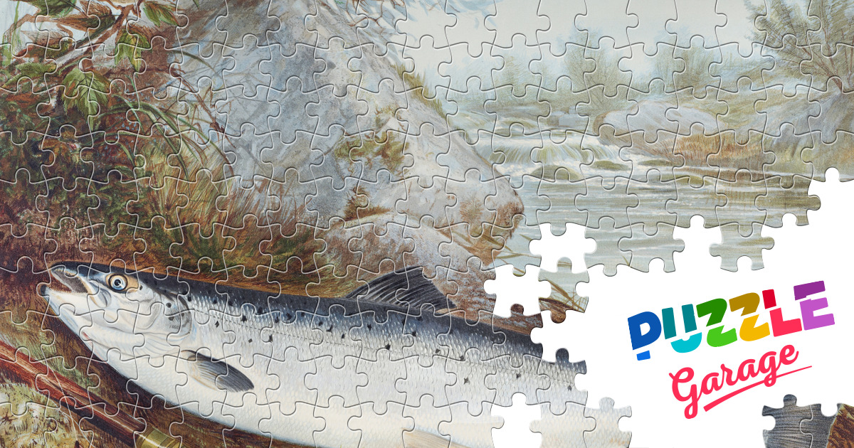 Trout chromolithography Jigsaw Puzzle (Animals, Marine life) Puzzle