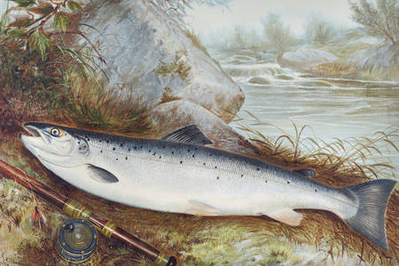 Trout chromolithography