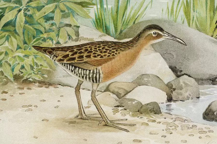 Strandloper op de kust