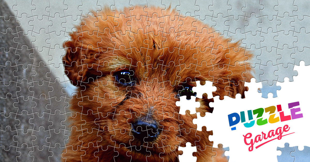 BePuzzled - Impossibles Puzzle - Raining Cats and Dogs - jigsaw