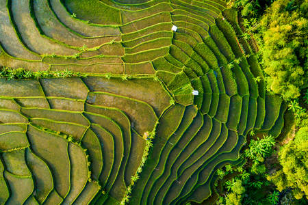 Top view of the rice field terrace