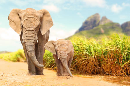 Rodina afrických slonov