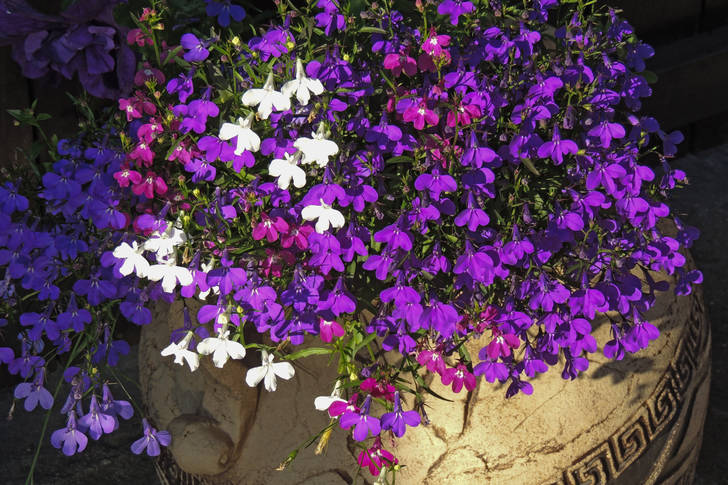 White and purple garden flowers
