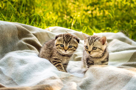 Γατάκια σε μια κουβέρτα