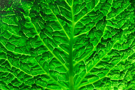 Savoy cabbage leaf texture