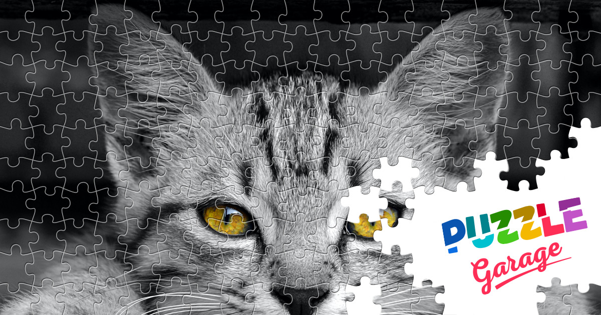 kitten puzzle
