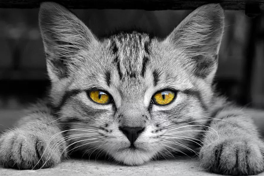 Коте