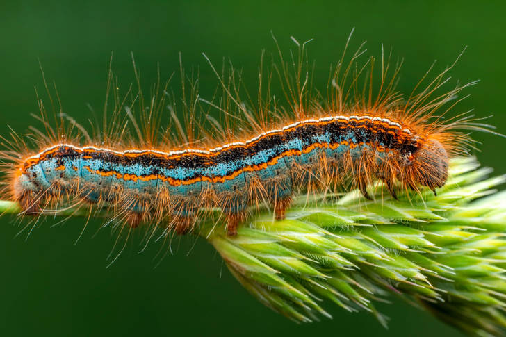 Macro photo of a butterfly caterpillar