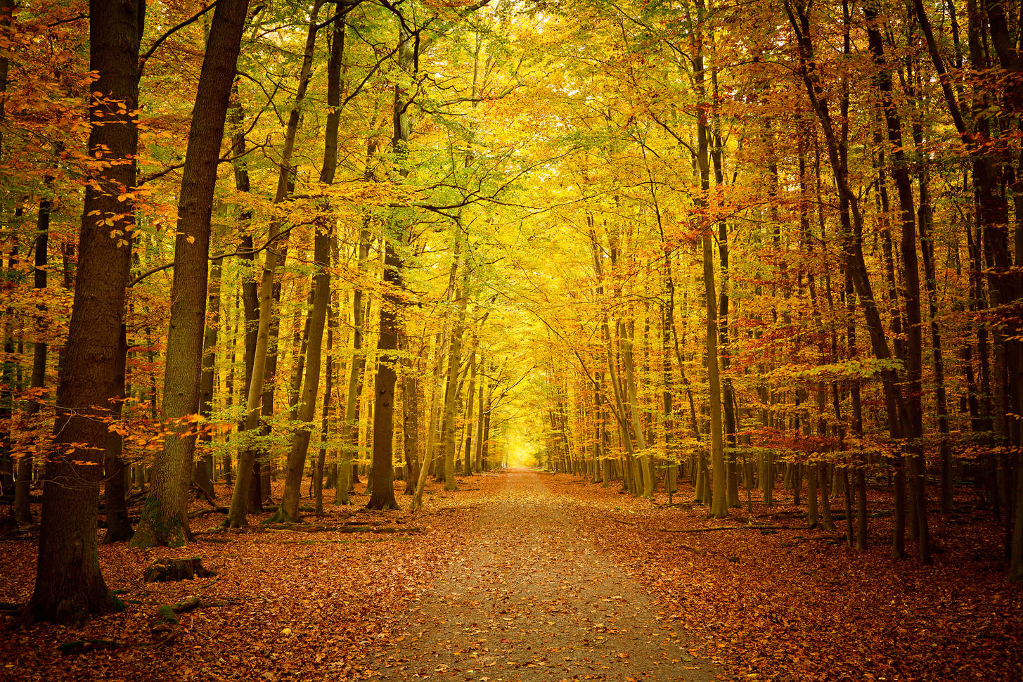 Path to the autumn forest Jigsaw Puzzle (Nature, Forest) | Puzzle Garage