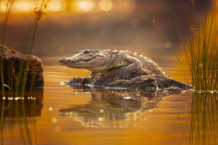Crocodile on a stone