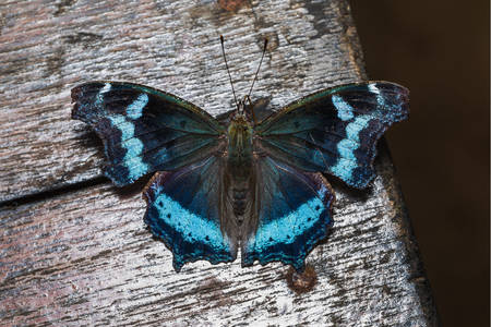 Blue admiral butterfly