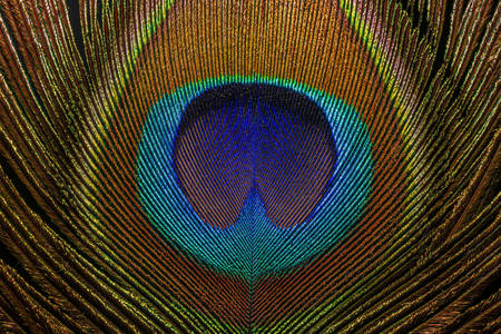 Peacock feather macro photo