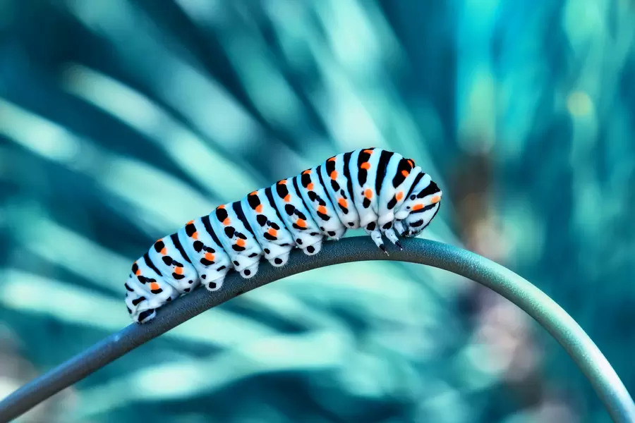 Rups monarchvlinder