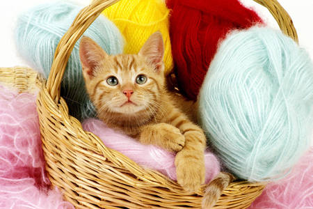 Kitten with threads