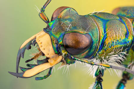 Makro fotografia tigrovaného chrobáka