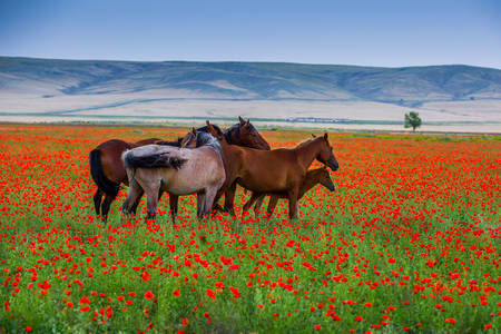 Horses in a poppy field