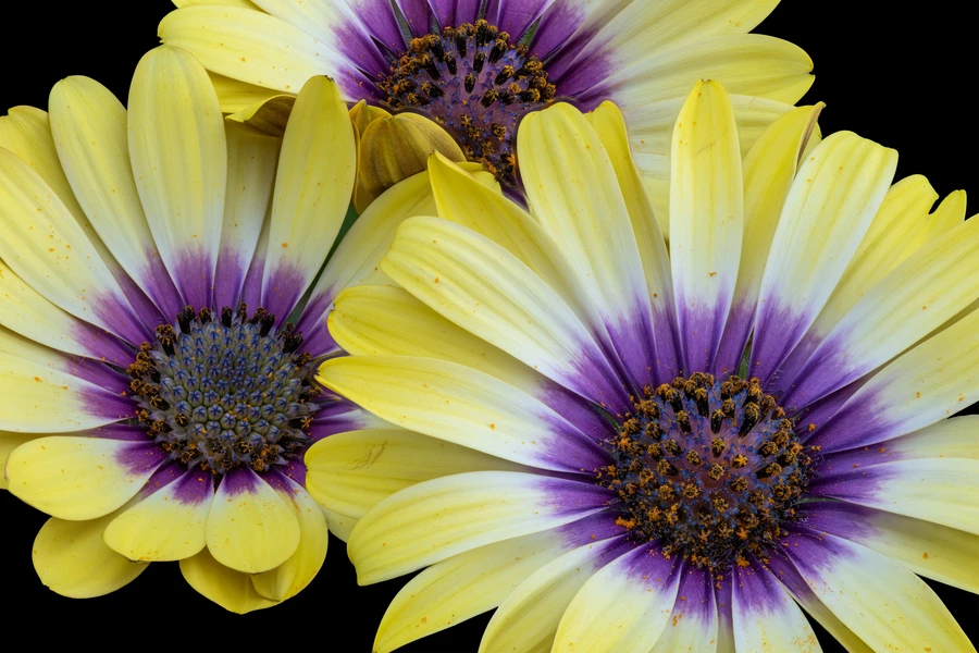 Osteospermum bloemen