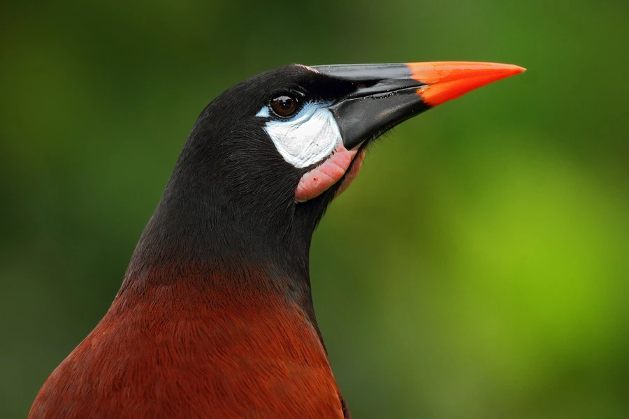 Exotische vogel