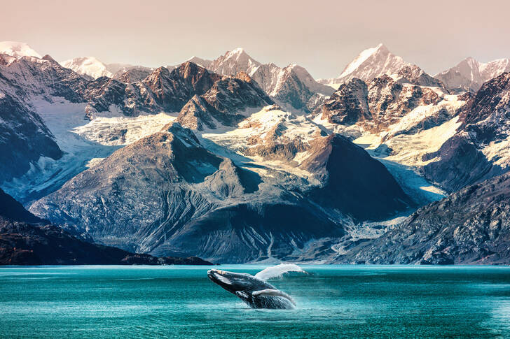 Baleine à bosse en Alaska