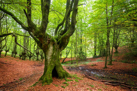 Paisagem florestal