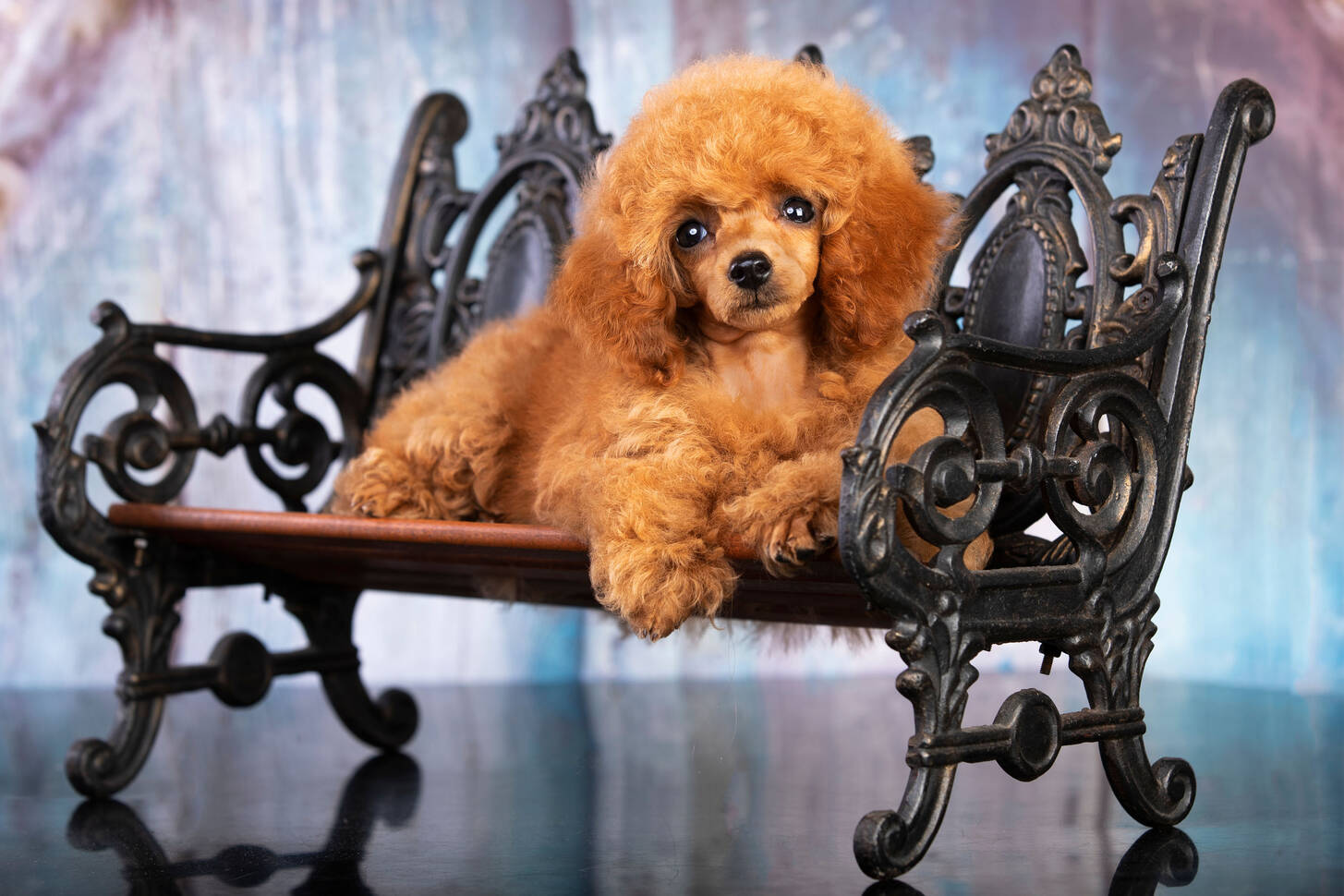 Red poodle Jigsaw Puzzle (Animals, Pets) Puzzle Garage