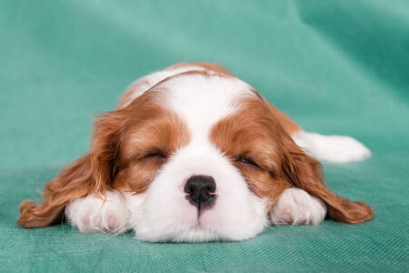 Спящий щенок спаниеля