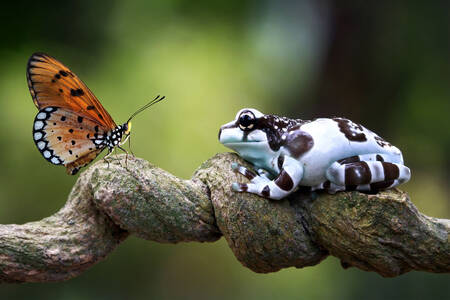 Kikker en vlinder op een tak