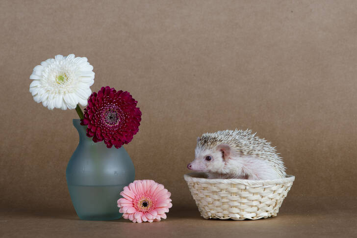Hedgehog in a wicker basket