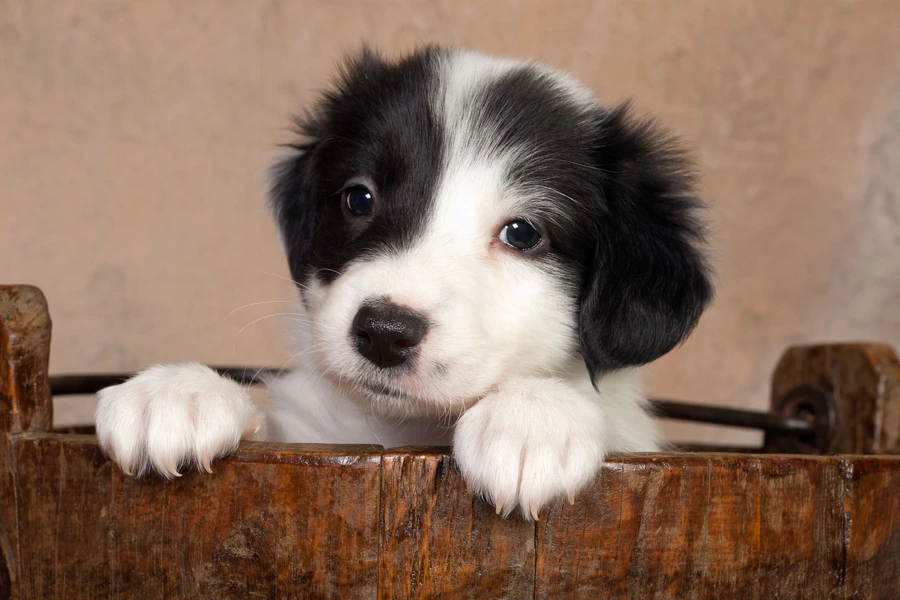 Liten border collie valp