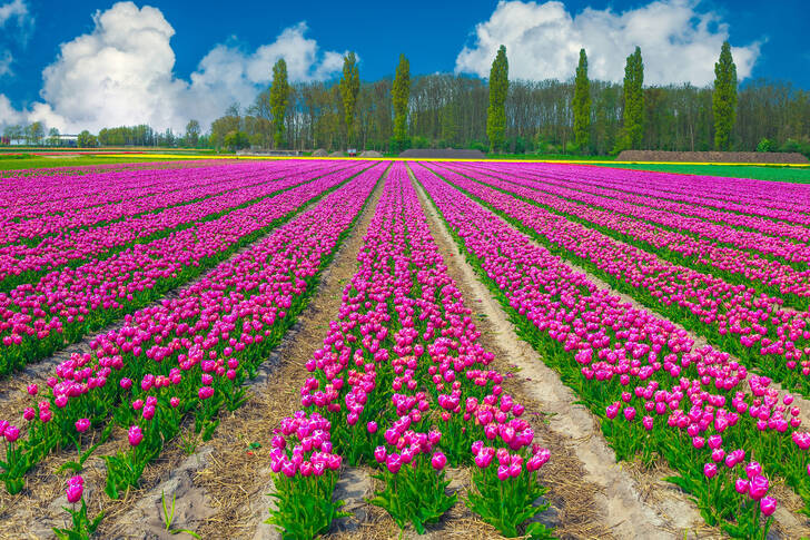 Тюльпанове поле
