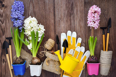Garden tools and hyacinths