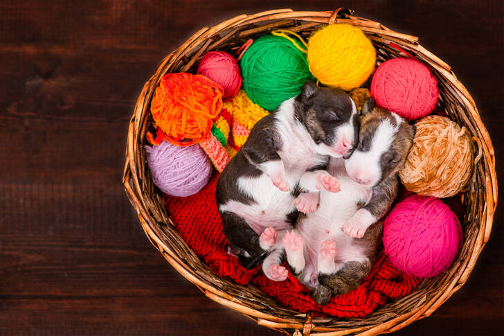 Puppies on balls of wool
