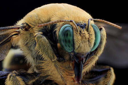 Bee portrait