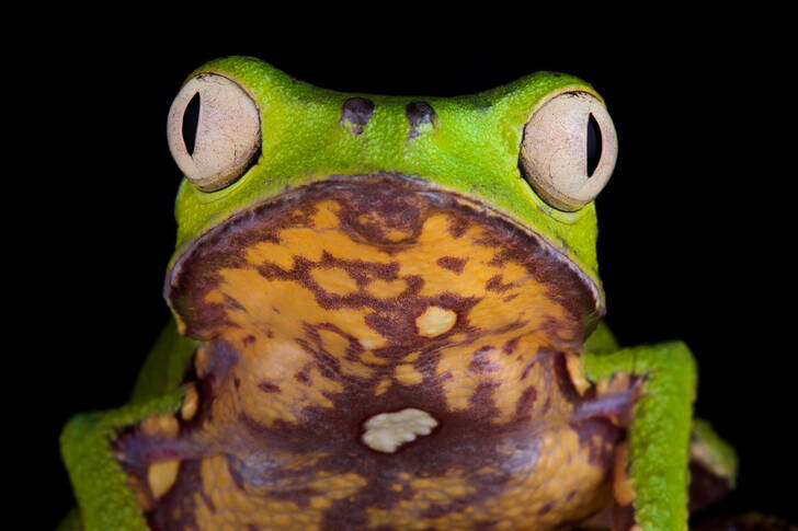 Листна жаба