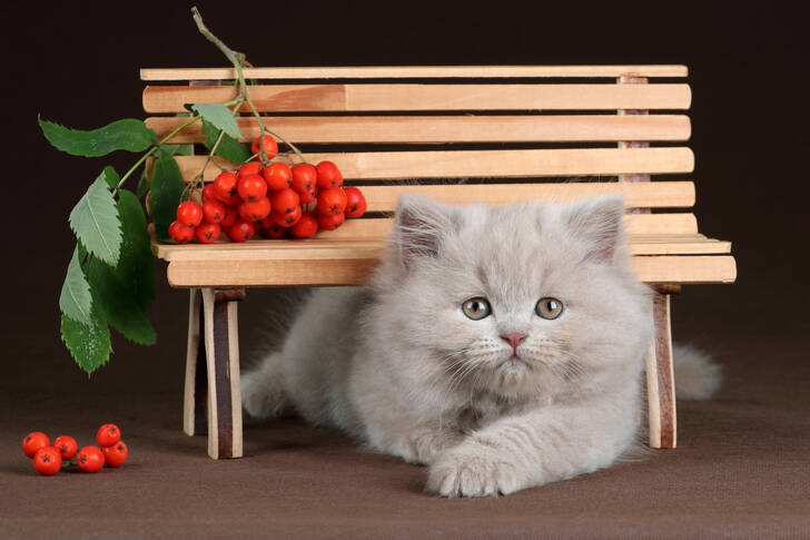 Котенок и ягоды рябины