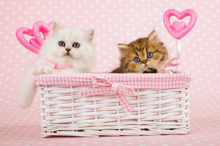 Kattungar i en rosa korg