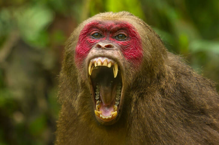 Bear macaque