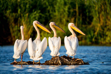 Pelikaner vid floden